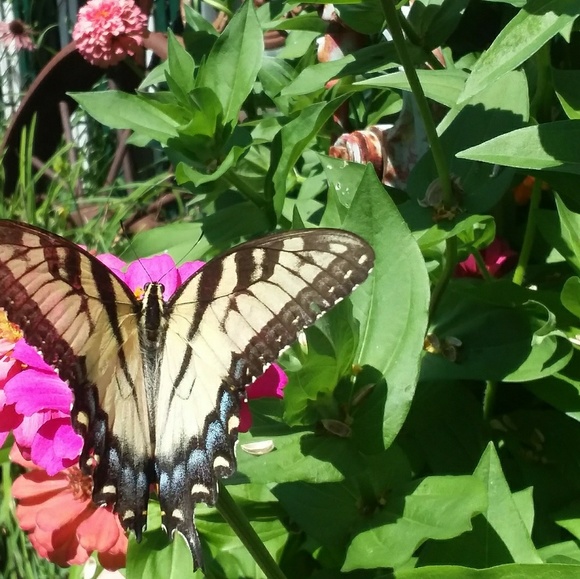 Meet your Posher, Laurie - Picture 4 of 6